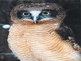 鳥園中的動物－Rufous Owl